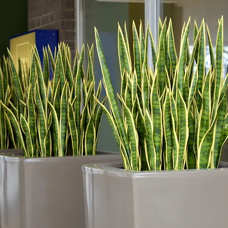 메디앙 메세 하노버